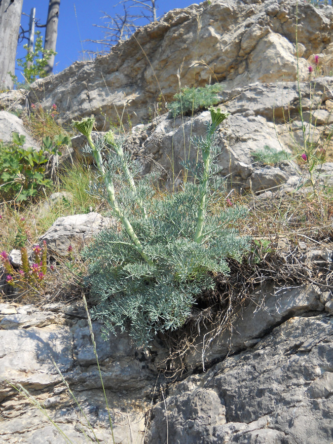 Image of Seseli gummiferum specimen.