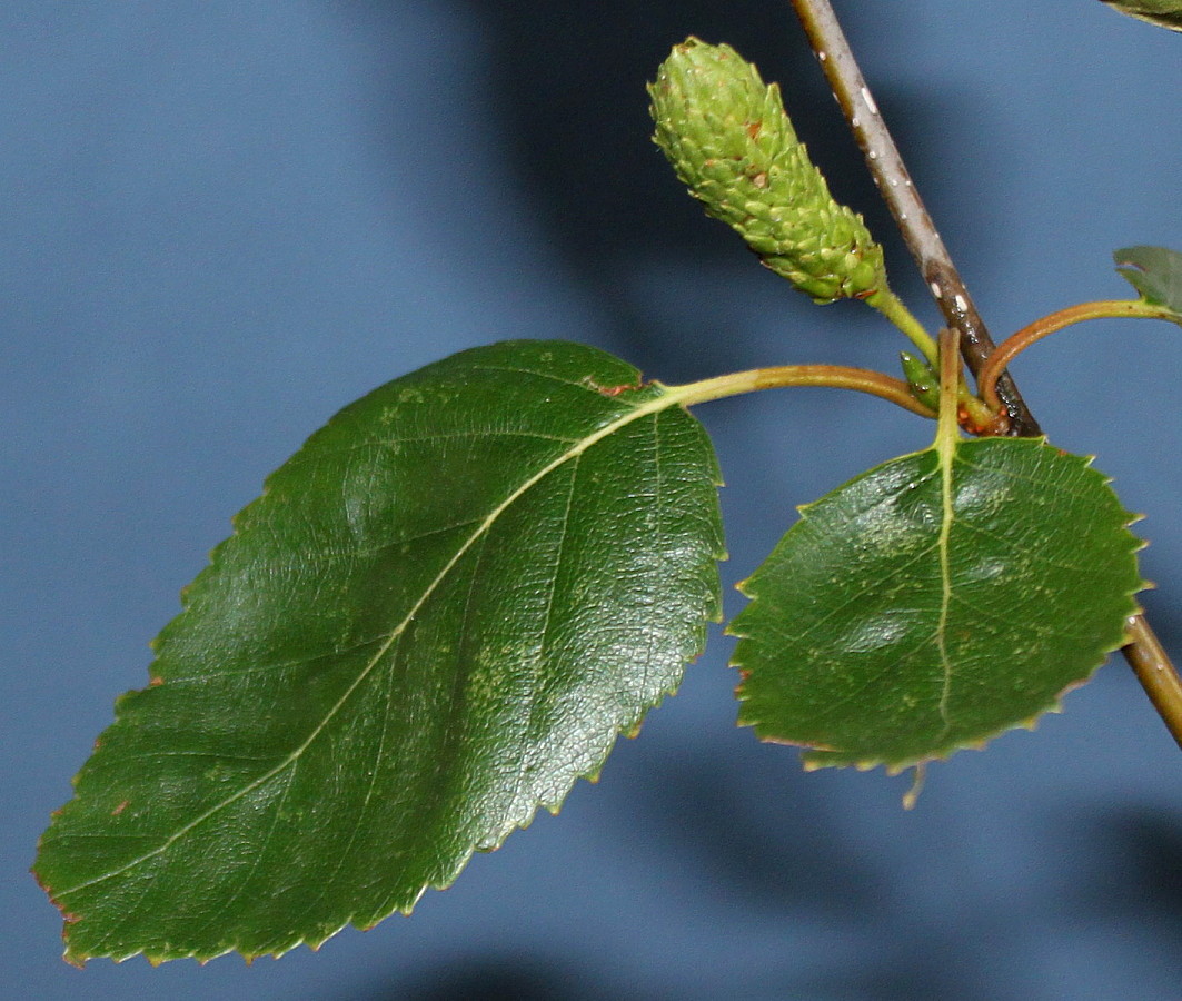 Изображение особи Betula utilis var. jacquemontii.