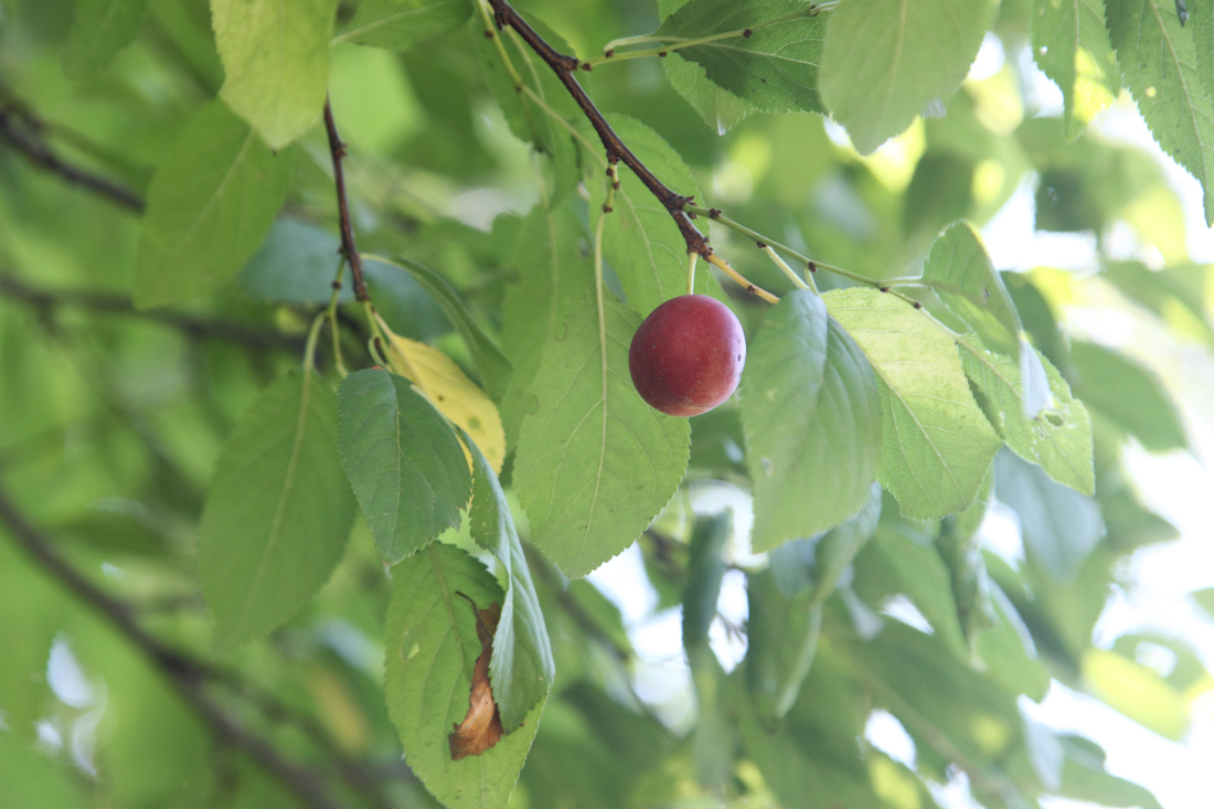 Изображение особи род Prunus.