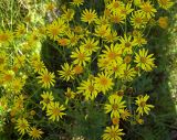 Senecio jacobaea