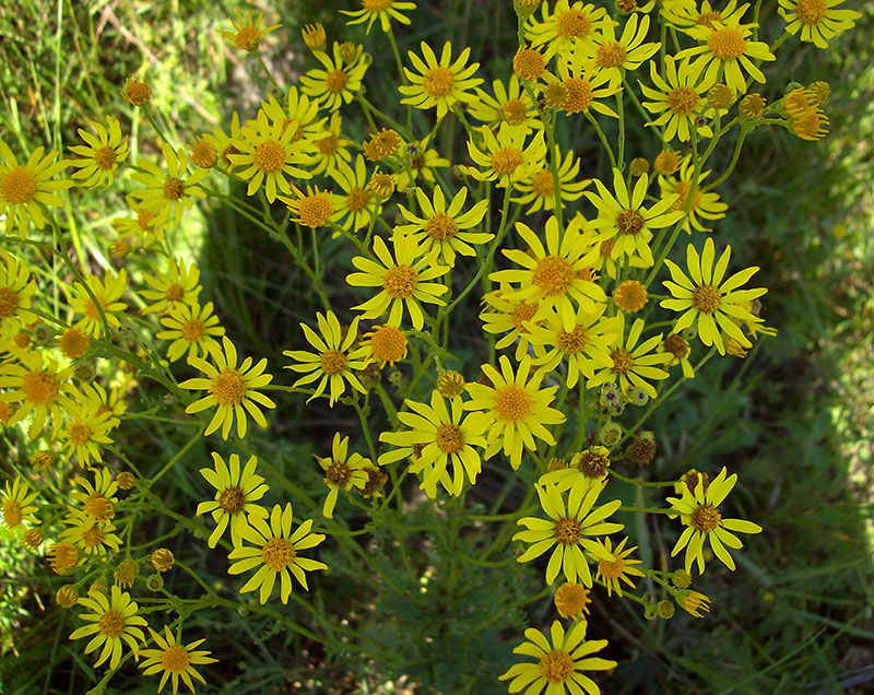 Изображение особи Senecio jacobaea.