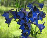 Delphinium cuneatum