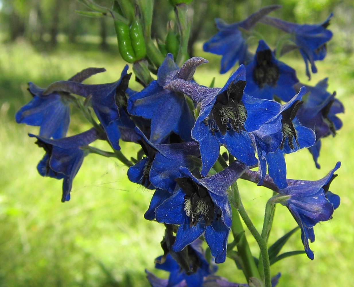 Изображение особи Delphinium cuneatum.