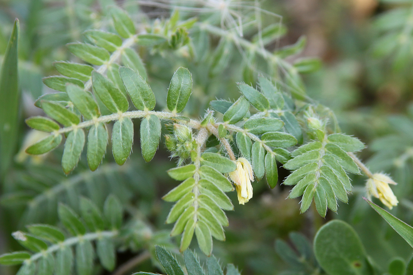 Изображение особи Tribulus terrestris.