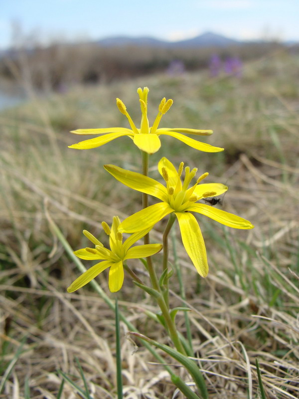 Image of Gagea pauciflora specimen.