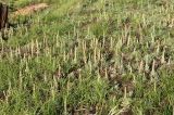 Orostachys malacophylla