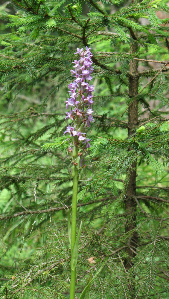 Изображение особи Dactylorhiza baltica.