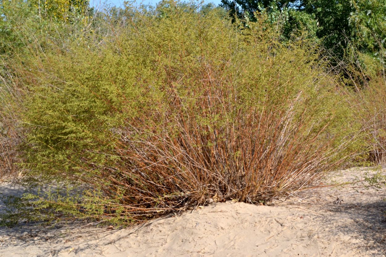 Image of Artemisia arenaria specimen.