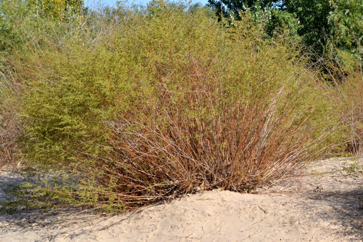 Изображение особи Artemisia arenaria.