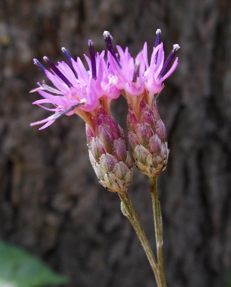 Image of Saussurea maximowiczii specimen.