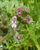 Lamium amplexicaule