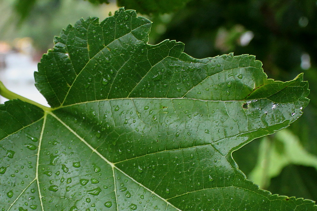 Image of genus Morus specimen.