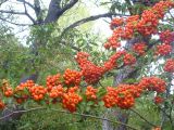 Pyracantha coccinea