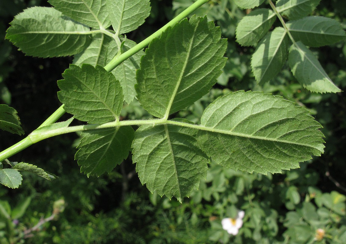 Image of Rosa uncinella specimen.