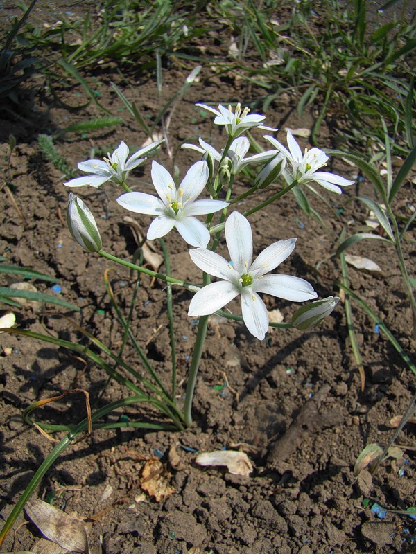 Image of Ornithogalum navaschinii specimen.