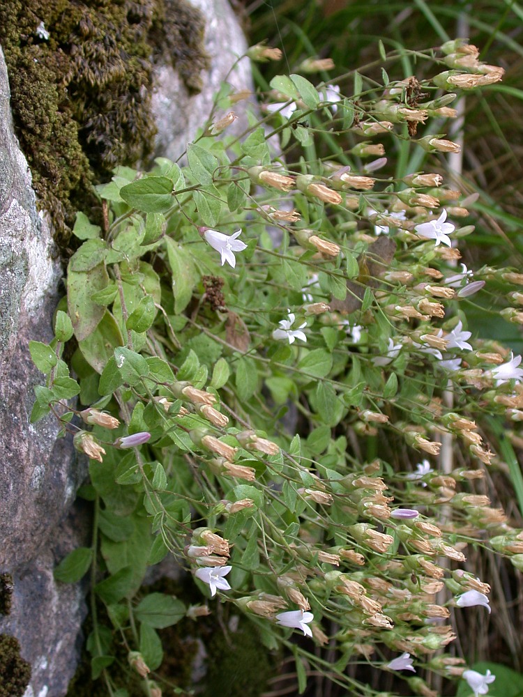 Изображение особи Campanula damascena.