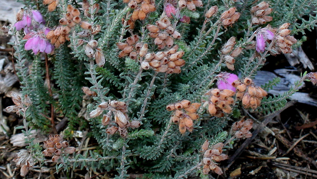 Image of Erica tetralix specimen.