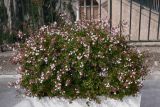 Abelia × grandiflora