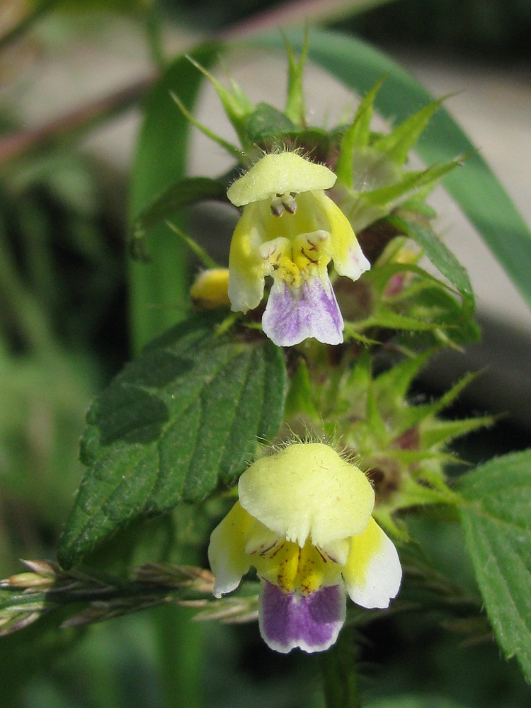 Изображение особи Galeopsis speciosa.