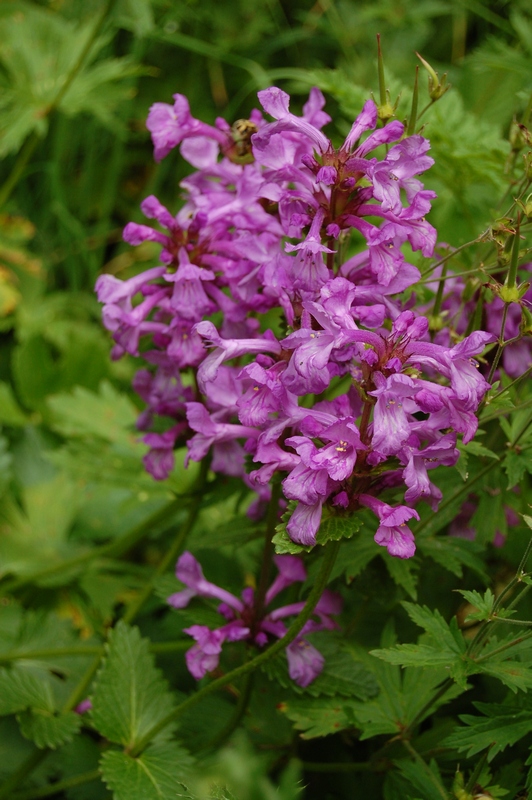 Image of Betonica macrantha specimen.