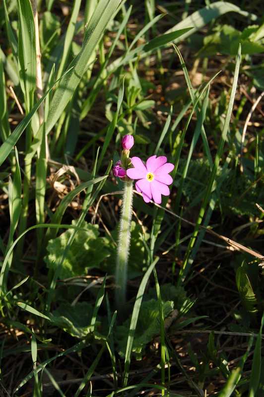 Image of Primula cortusoides specimen.