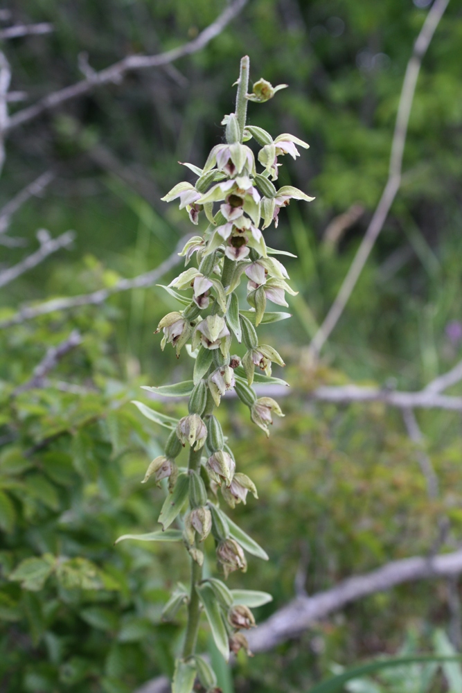 Изображение особи Epipactis condensata.