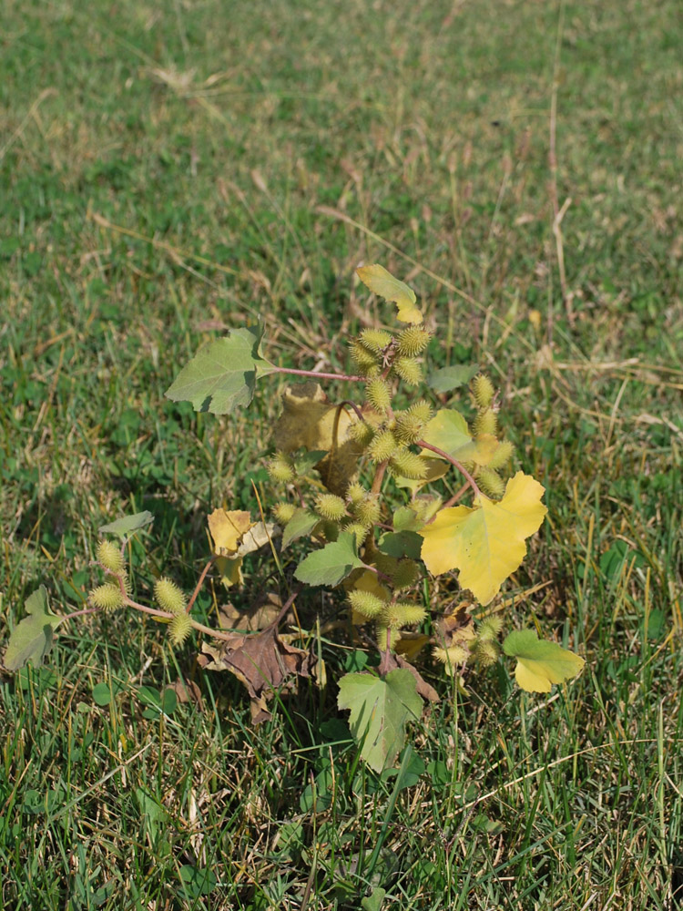 Изображение особи Xanthium orientale.