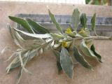 Elaeagnus angustifolia. Сорванная верхушка цветущего побега. Израиль, г. Беэр-Шева, городское озеленение. 09.04.2013.