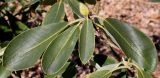 Rhododendron fortunei