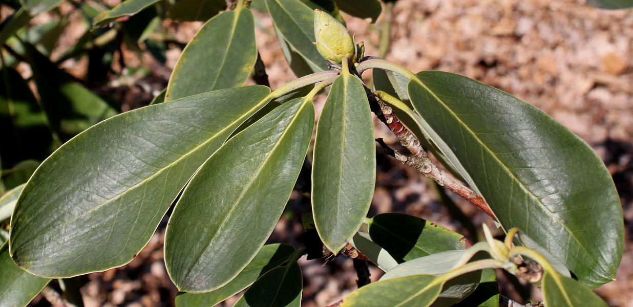 Изображение особи Rhododendron fortunei.