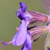 Salvia nutans. Цветок. Ростовская обл., Неклиновский р-н, Николаевское с/п, балка. 07.05.2013.