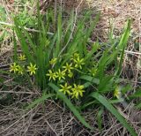 Gagea lutea