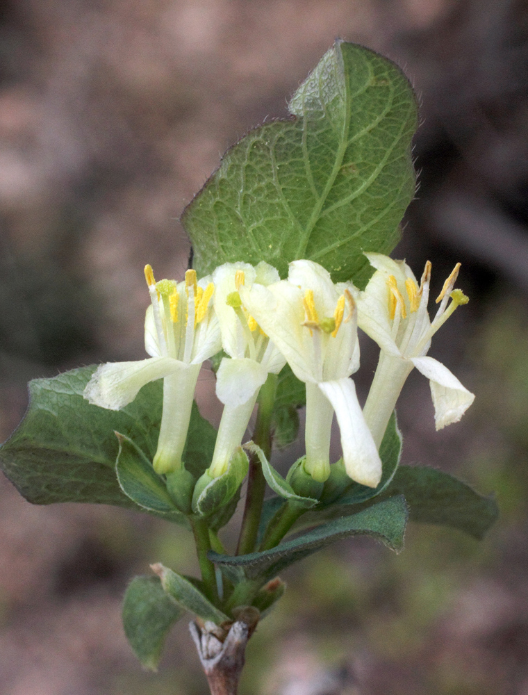 Image of genus Lonicera specimen.