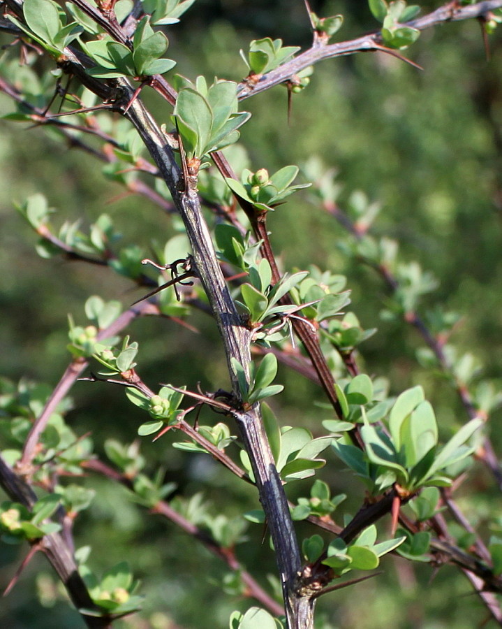 Image of Berberis salicaria specimen.