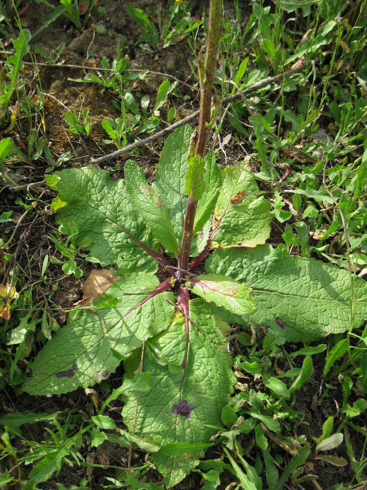 Image of Verbascum phoeniceum specimen.