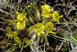 Astragalus adpressepilosus