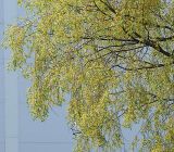 Salix alba