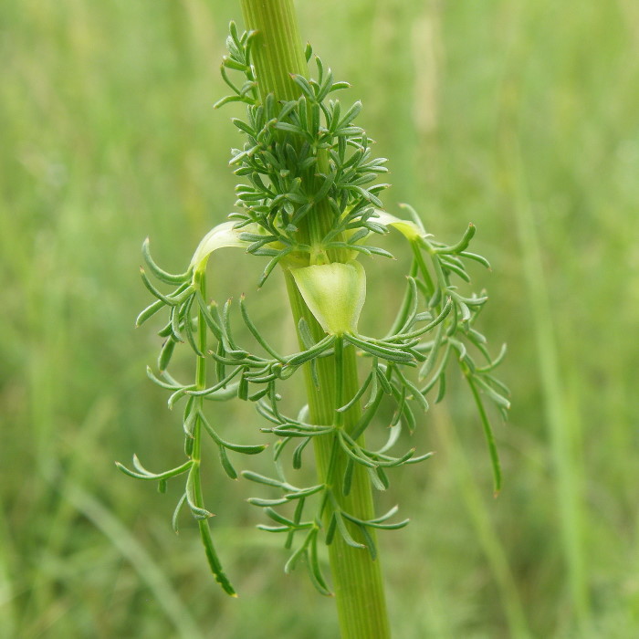 Image of Ferulago galbanifera specimen.