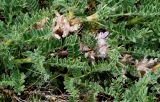 Astragalus sempervirens