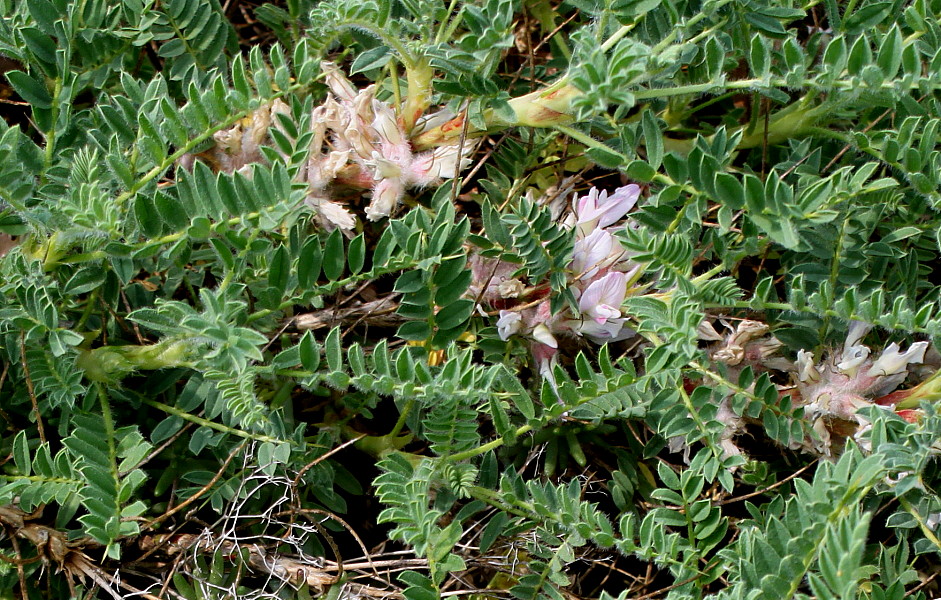 Image of Astragalus sempervirens specimen.