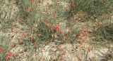 Ephedra distachya. Растения с фрутификациями. Краснодарский край, село Шабельское, коса Сазальникская. 28.06.2013.