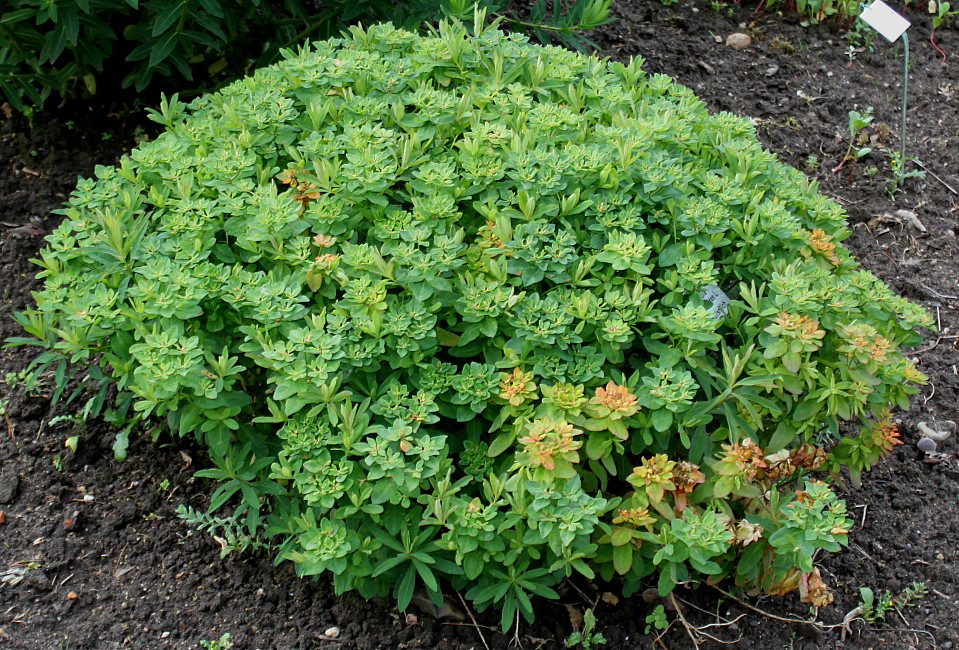 Image of Euphorbia epithymoides specimen.