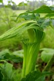 Arisaema japonicum