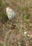 Centaurea adpressa. Верхушка побега с нераспустившимся соцветием. Украина, Запорожская обл., Мелитопольский р-н, недалеко от пгт Мирное, возле дороги. 06.08.2013.