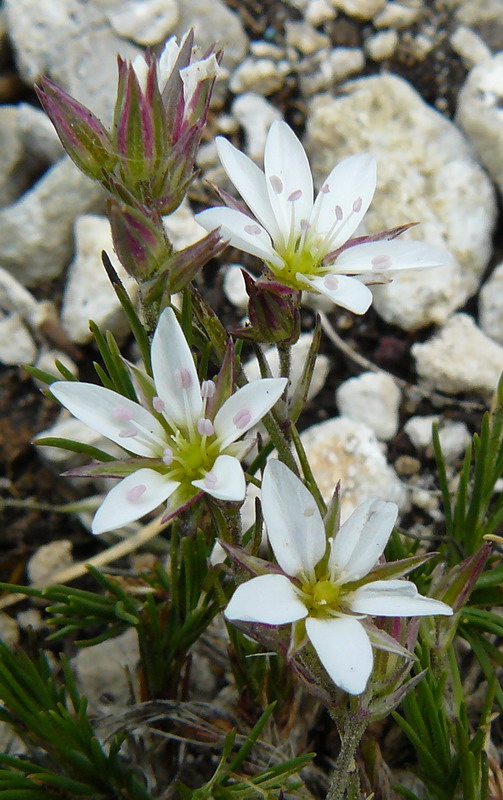 Image of Minuartia adenotricha specimen.