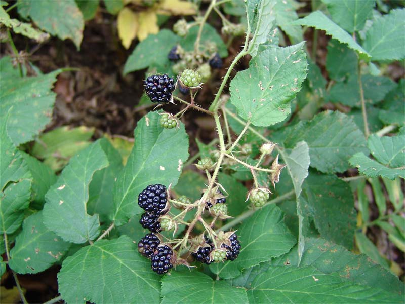 Image of Rubus caucasicus specimen.