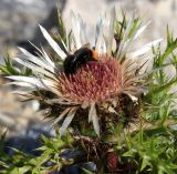 Carlina acaulis ssp. caulescens