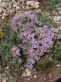 Thymus roegneri