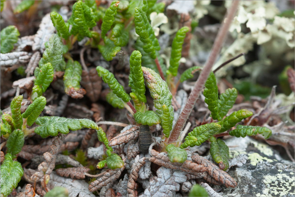 Image of Dryas octopetala specimen.