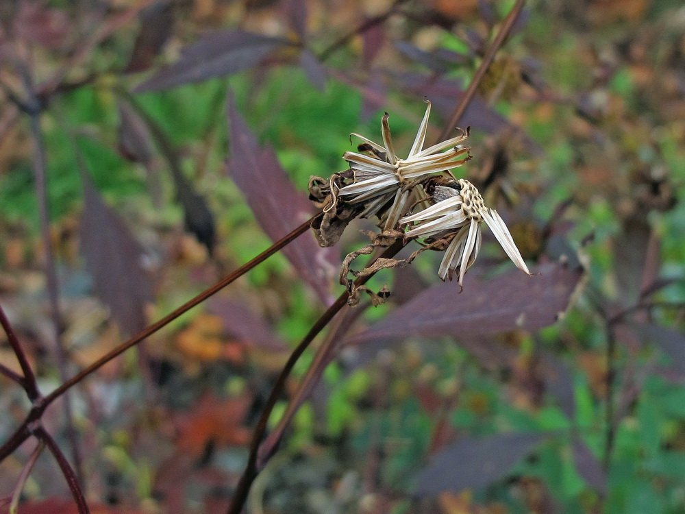 Изображение особи Bidens frondosa.